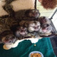 Imagine anunţ Maimuțe marmoset frumoase de vânzare