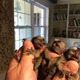 Imagine anunţ Pui de maimuță Marmoset de vânzare