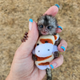 Imagine anunţ Pui de maimuță Marmoset de vânzare