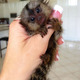 Imagine anunţ Maimuță Marmoset Pigmee Dresată disponibilă