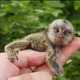Imagine anunţ Maimuță Marmoset Pigmeu de vânzare