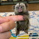 Imagine anunţ Maimuțe marmoset au nevoie de o casă nouă