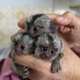 Imagine anunţ Maimuțe marmoset inteligente de vânzare