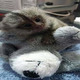 Imagine anunţ Maimuțe marmoset minunate disponibile