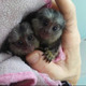 Imagine anunţ Maimuțe marmoset sănătoase de vânzare