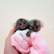 Imagine anunţ Mamimuțe marmoset drăguțe de vânzare