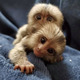 Imagine anunţ Mamițuțe Marmoset pui care au nevoie de o casă nouă