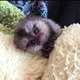 Imagine anunţ Maimuță Marmoset disponibilă