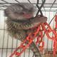 Imagine anunţ Maimuțe Marmoset minunate care au nevoie de o casă nouă