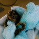Imagine anunţ Maimuțe Marmoset minunate de vânzare
