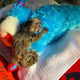 Imagine anunţ Maimuțe Marmoset pigmee gemene de vânzare