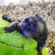 Imagine anunţ Maimuțe Marmoset super drăguțe disponibile acum