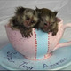 Imagine anunţ Maimuțe marmoset pigmee disponibile