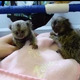 Imagine anunţ Maimuță Marmoset adorabilă disponibilă pentru adopție