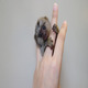 Imagine anunţ Maimuțe Marmoset pitice (de mărimea unui deget) de vânzare