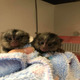 Imagine anunţ Pui de marmosetă inteligenți pentru adopție