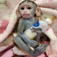 Imagine anunţ Pui superbi de maimuță Marmoset de vânzare
