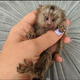Imagine anunţ Maimuțe Marmoset drăgălașe, disponibile!