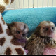 Imagine anunţ Maimuțe Marmoset sănătoase de vânzare
