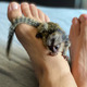 Imagine anunţ Maimuțe marmoset pitice (de mărimea unui deget), disponibile pentru adopție