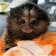 Imagine anunţ Maimuțe marmoset superbe de vânzare