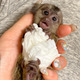 Imagine anunţ Maimuțe marmoset superbe, disponibile pentru adopție