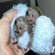 Imagine anunţ Pereche de maimuțe Marmoset disponibilă